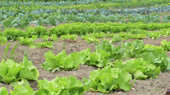 Ernteausfällen entgegenwirken: Plattformen verbinden Landwirt*innen und Erntehelfer*innen