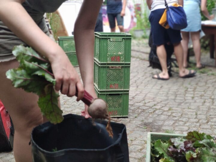 Lust auf leckeres Regio-Gemüse? Freie Anteile in Leipziger SoLawis!