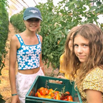 Image 5: Tomaten- und Paprikaernte bei der KoLa